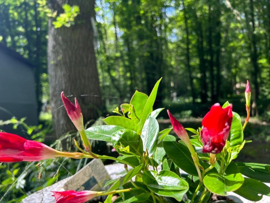 Gites Du Bois Des Perruches Saint-Vincent-des-Bois Kültér fotó