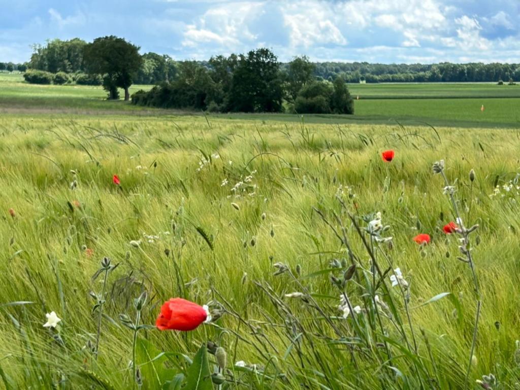 Gites Du Bois Des Perruches Saint-Vincent-des-Bois Kültér fotó